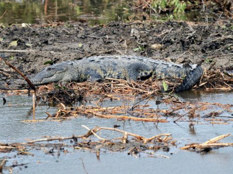 Six Year Old Boy Gets Away From Croc That “Bit His Head”