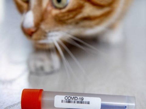 Cat Tests Positive For Coronavirus?