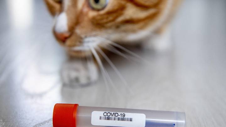 Cat Tests Positive For Coronavirus?