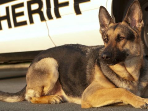 Police Dog Finds Missing Pair On First Shift