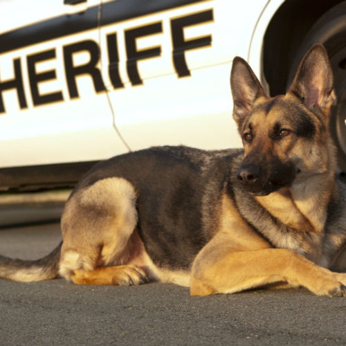 Police Dog Finds Missing Pair On First Shift