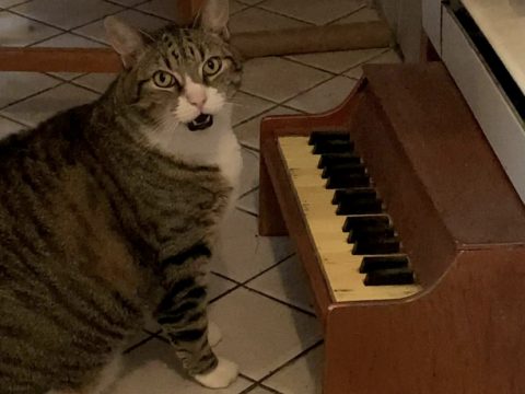 Cat Plays Piano When He Wants Attention Or Food