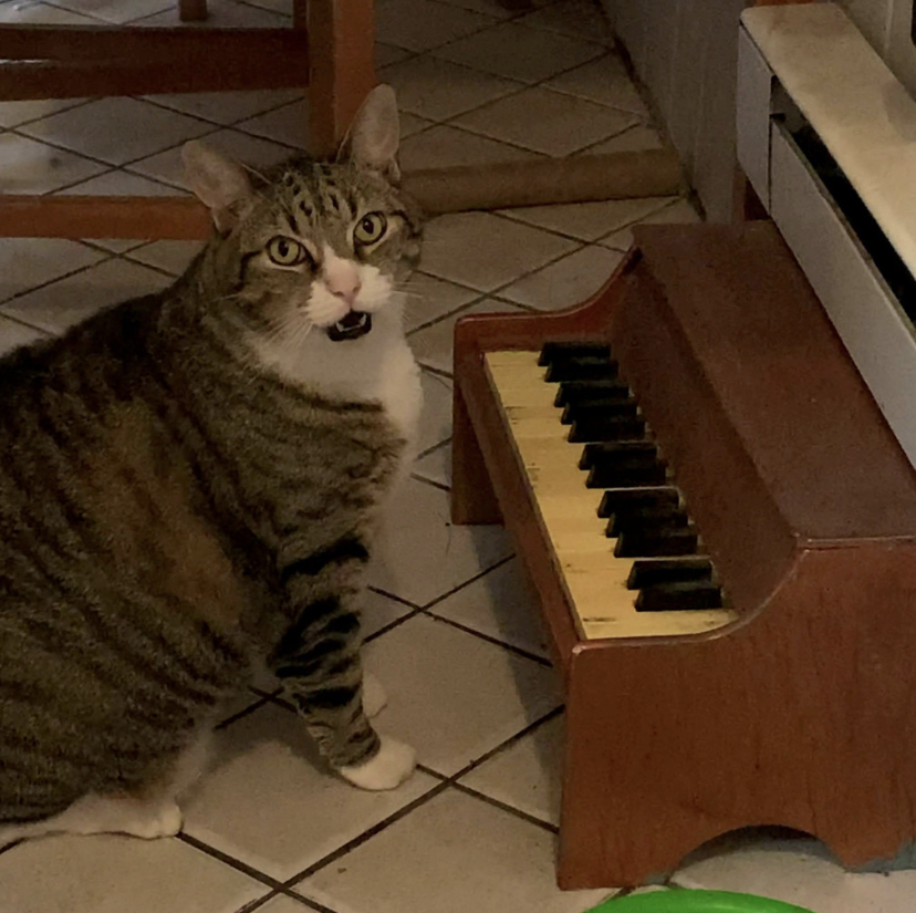 Cat Plays Piano When He Wants Attention Or Food