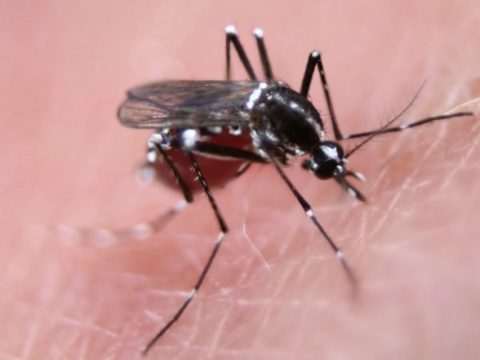 750m Genetically Modified Mosquitoes To Be Released In Florida