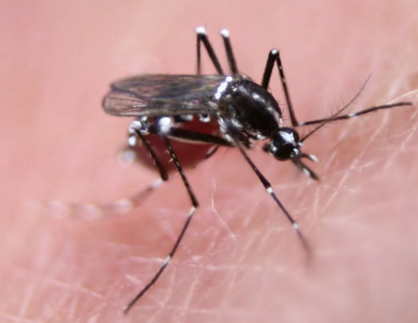 750m Genetically Modified Mosquitoes To Be Released In Florida