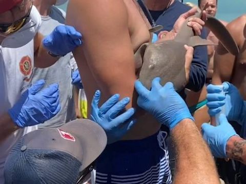 Calm Man Holds Shark That Attacked Him