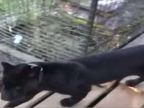 Man Who Paid For Full Contact “Experience” Mauled By Leopard