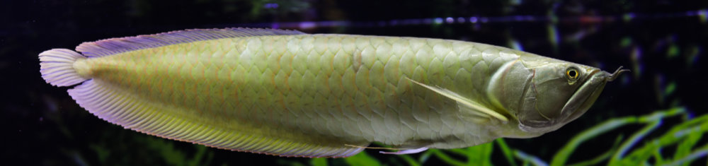 Asian Arowana: Interesting Larger Species For Advanced Fish Keepers