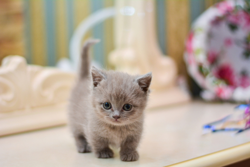 Munchkin Cat