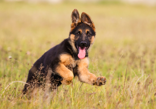 Why Does My Dog Eat Grass?