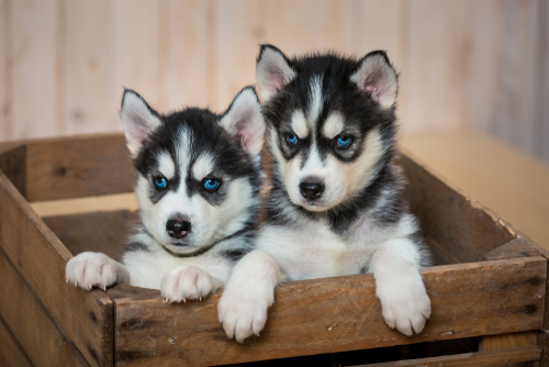 Siberian Husky