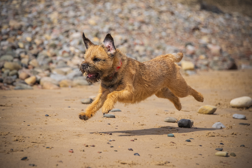 Border Terrier