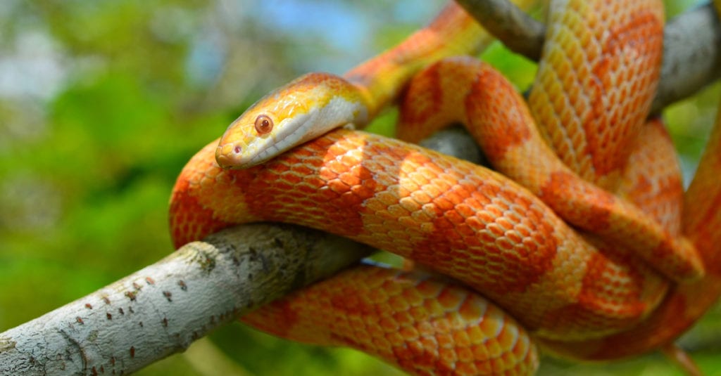 Corn snake (pantherophis guttatus)