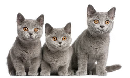 British Shorthairs