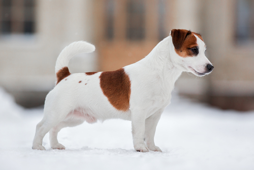 Jack Russell