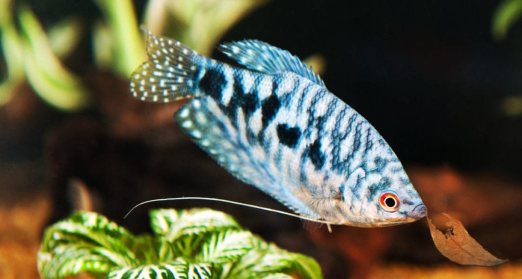 Blue Gourami Hardy Additions To A Community Tank