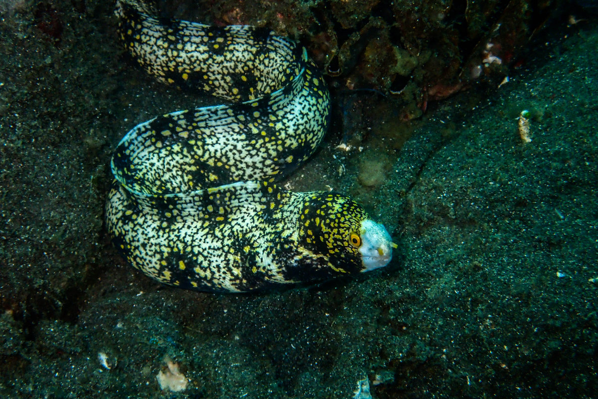 Snowflake Moray Eel Pets