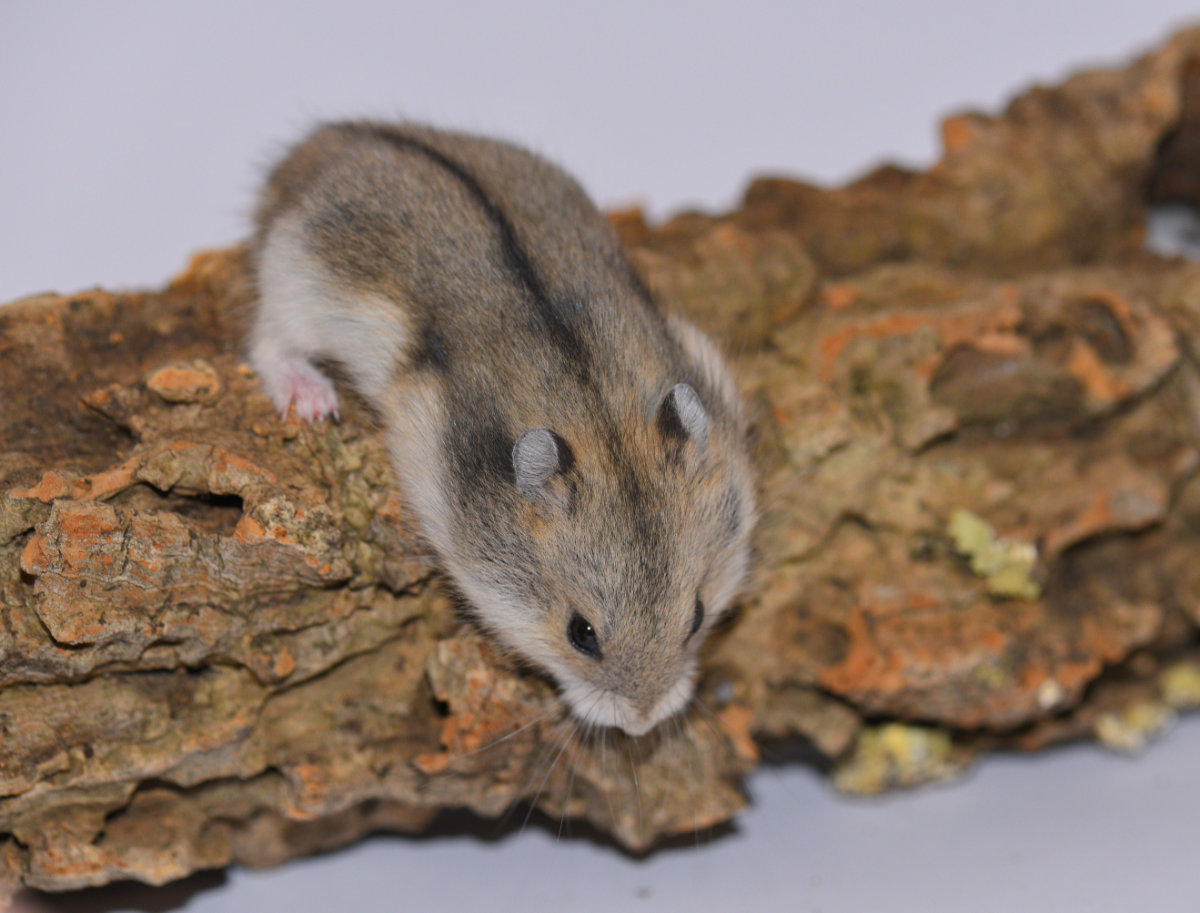 siberian dwarf hamster