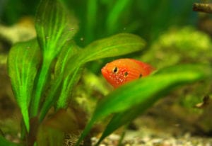 Ciclid hiding in plants