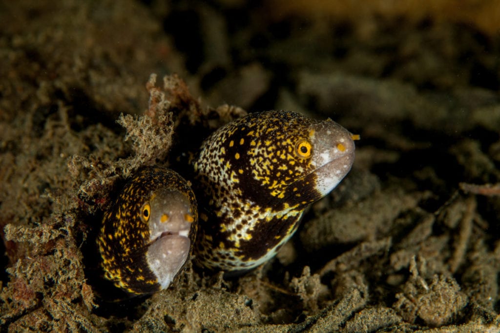 Moray Eels Fascinating Additions To Marine Aquariums