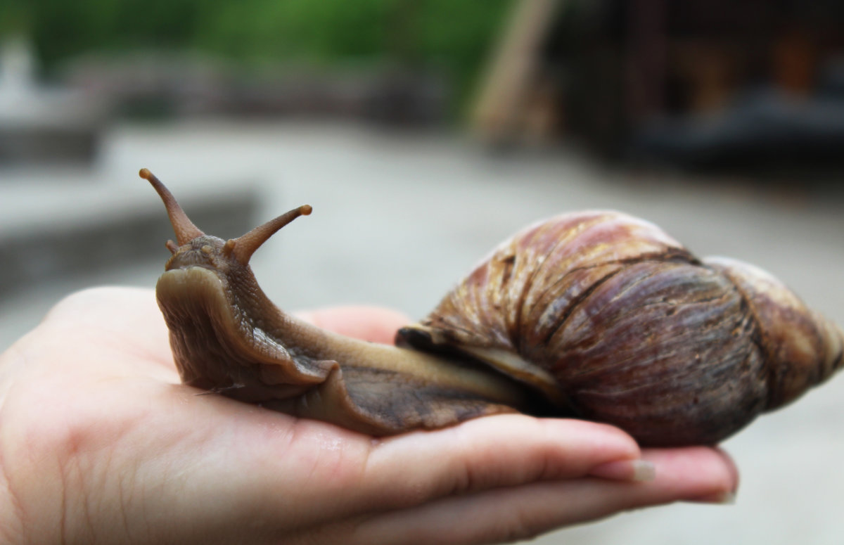 Giant African Land Snail – Easy To Keep Pets