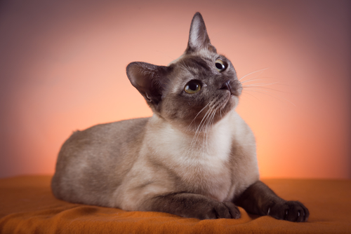 Tonkinese