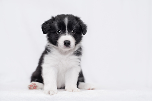 Border Collie Great Outdoor Dogs