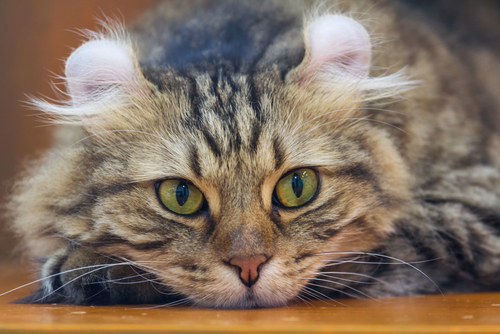 American Curl Good Family Cats