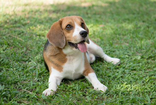 Beagle