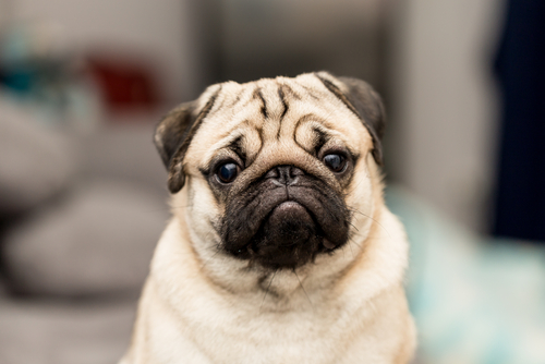 Pug popular Smaller Pet Dogs