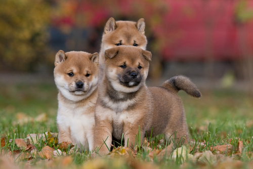 Japanese Shiba Inu