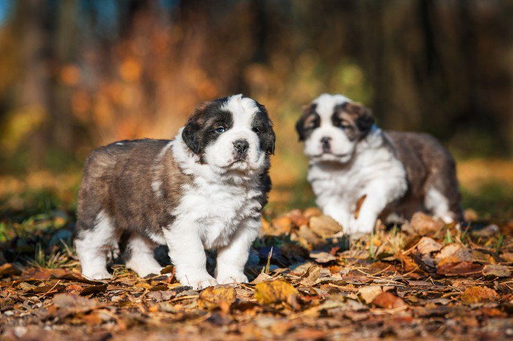 Saint Bernard