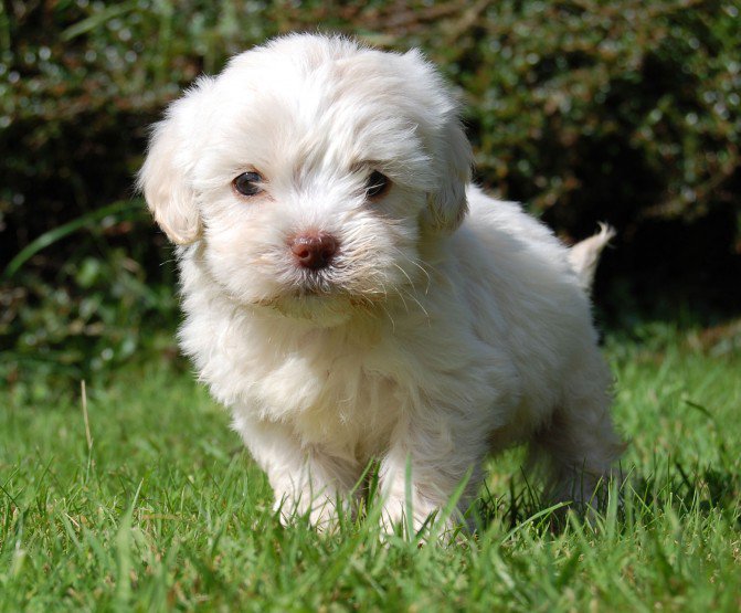 Cavapoo