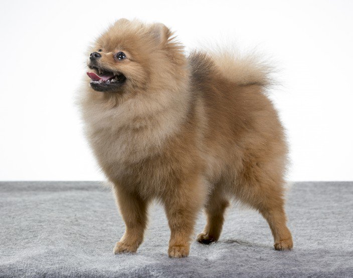 Pomeranian