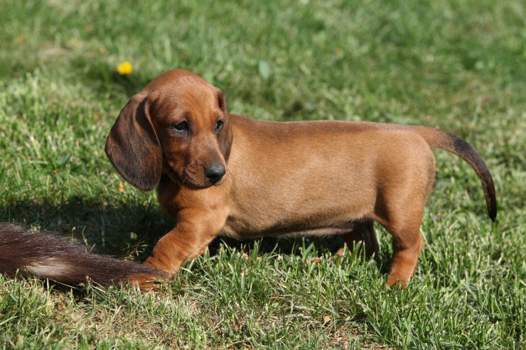 Dachshund