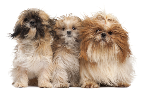 Shih Tzus