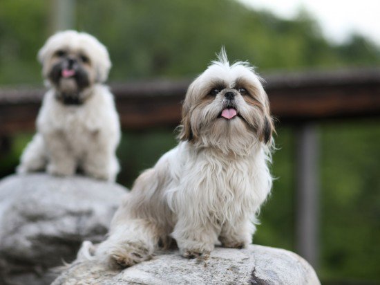 Shih Tzu