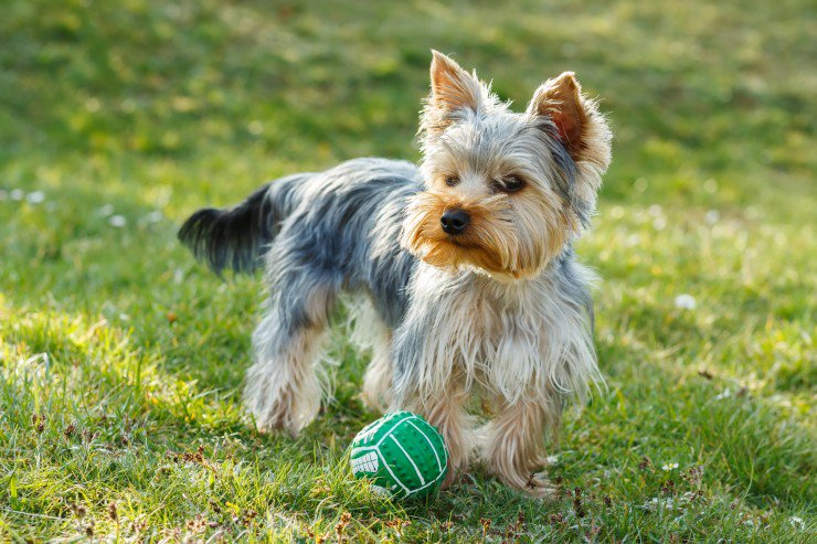 Yorkshire Terrier