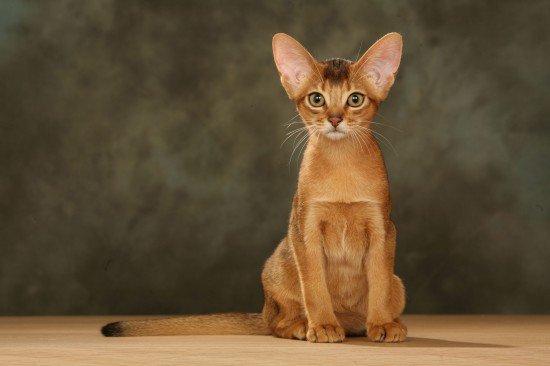 Abyssinian