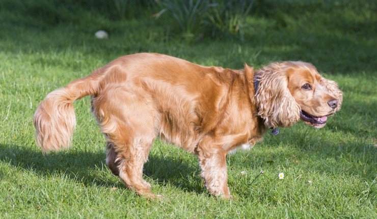 Sprocker