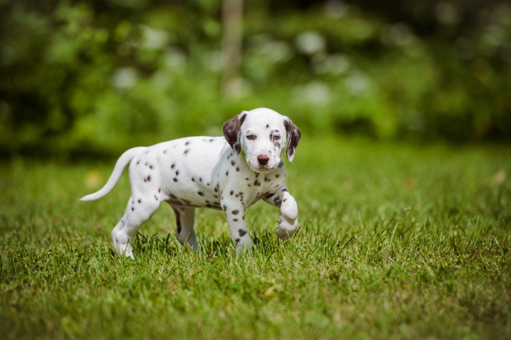 Dalmatian