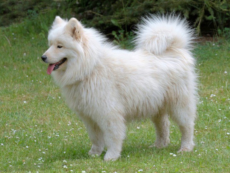 Samoyed