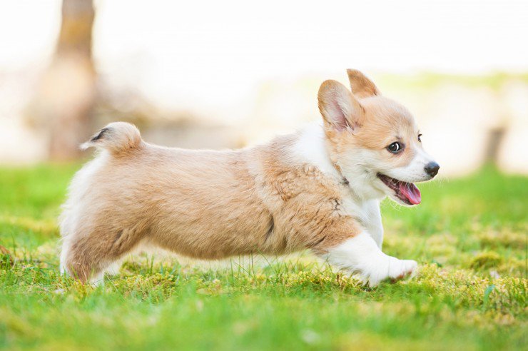 Welsh Corgi Pembroke