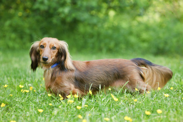 Miniature Dachshund