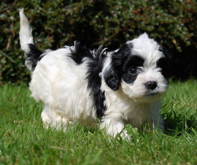 Cavapoo