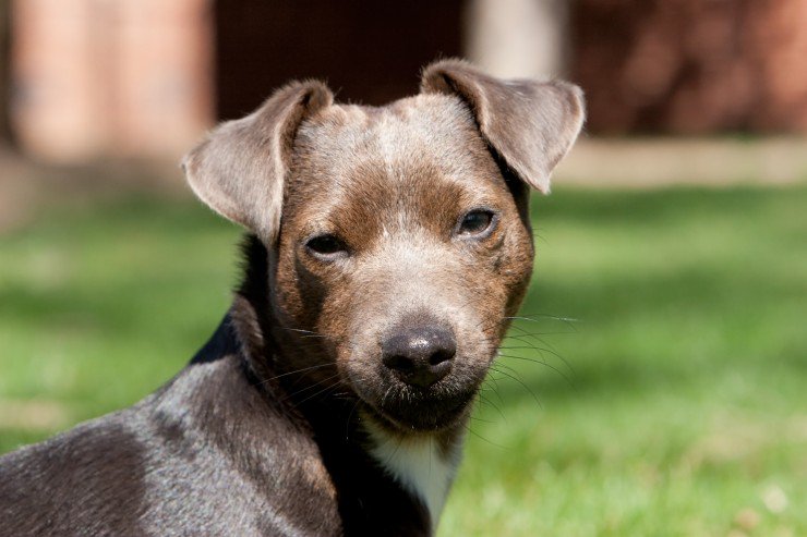 Patterdale Terrier