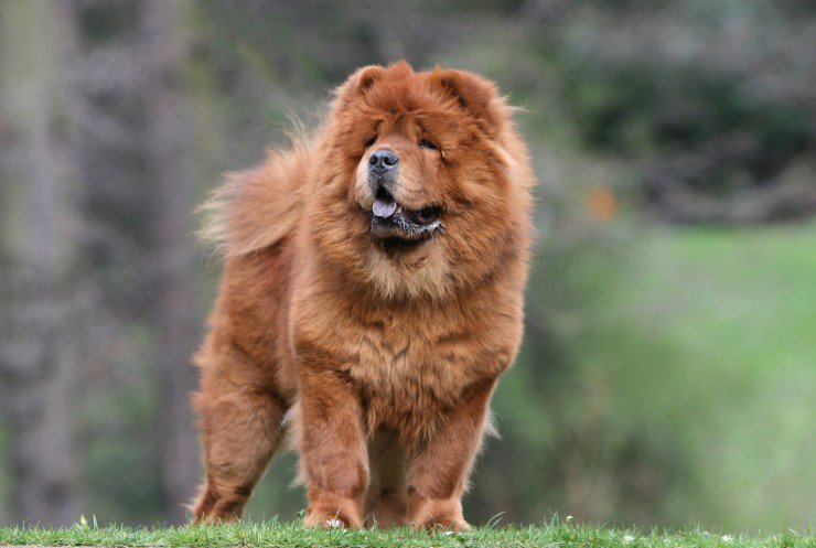 Chow Chow