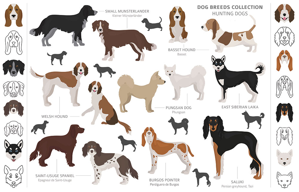 Dog breeds of the American Kennel Club Sporting Group Pets