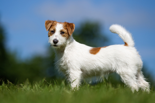 Kennel Club Dog Breeds: Terrier Group