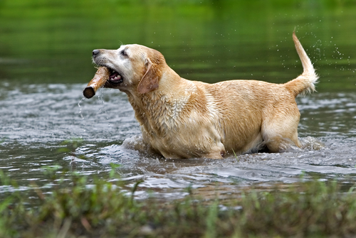 Dog breeds of the American Kennel Club: Sporting Group